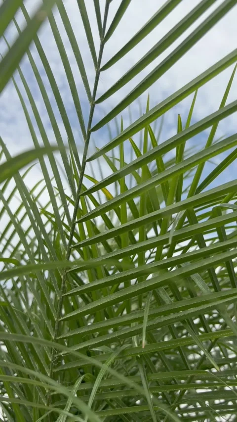 Palm leaves moving gently in a light breeze with natural bird sounds Stock-Footage 335777705