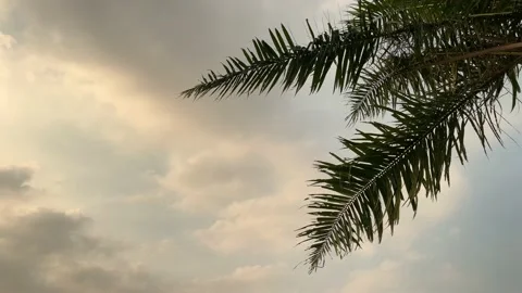Palm leaves moving in the wind, with sky blue background, low angle shot 4k 스톡 동영상 155774816
