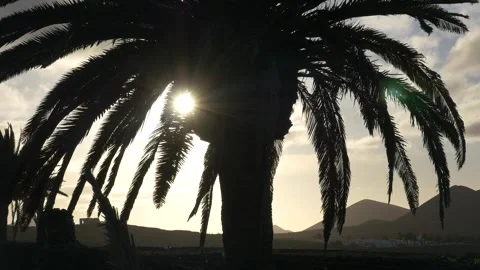Palm Leaves Moving in Wind with Sunlight at Sunset Lanzarote 스톡 동영상 331654750