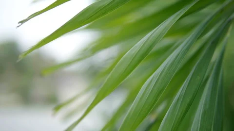 Palm leaves or palm tree in dolly shot. 4k Slow motion Video stock 128556593