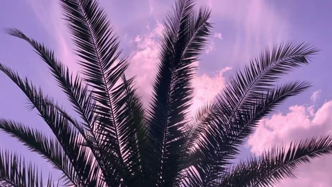Palm leaves over dramatic purple sky. Video stock 276190000