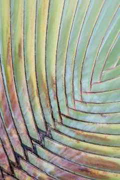 Palm leaves pattern for background. Stock-Fotos