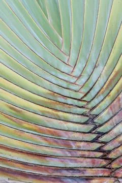 Palm leaves pattern for background. Stock Photos