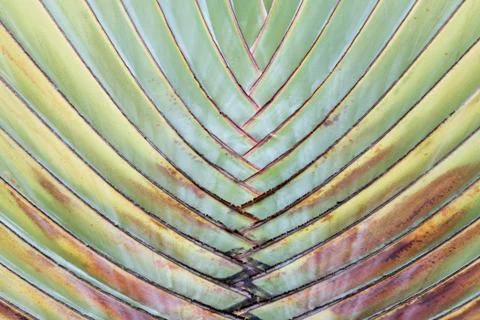 Palm leaves pattern for background. Stock-Fotos