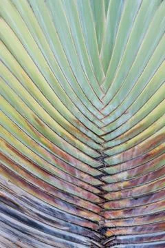 Palm leaves pattern for background. Stock-Fotos