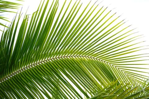 Palm leaves Foto stock