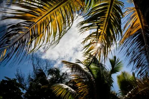 Palm leaves Stock Photos