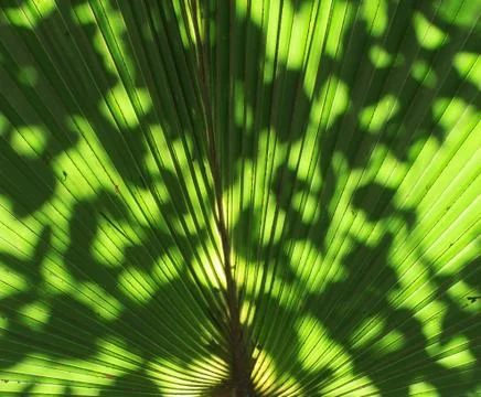 Palm leaves Stock Photos