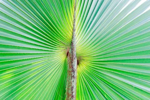Palm leaves Stock Photos