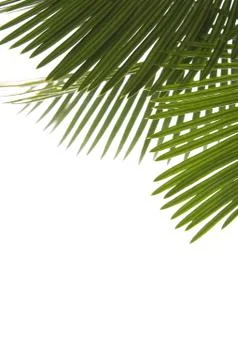 Palm leaves Stock Photos