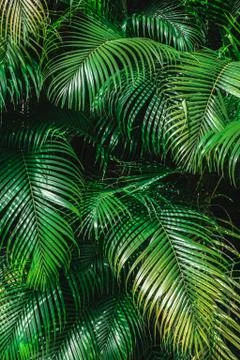 Palm leaves Stock Photos