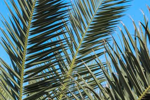 Palm leaves Stock Photos