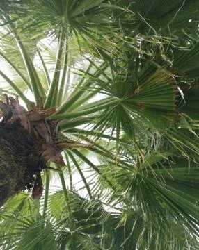 Palm leaves Stock Photos