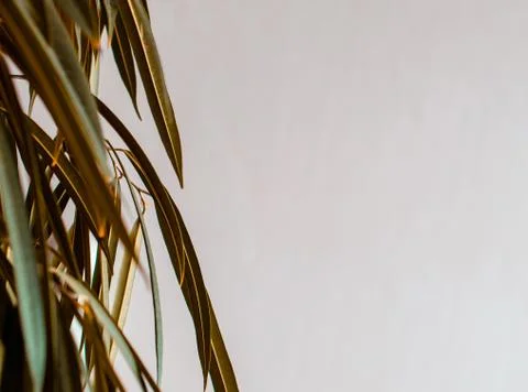 Palm leaves Stock-Fotos