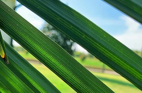 Palm leaves Stock Photos