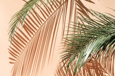 Palm leaves Stockfoto's