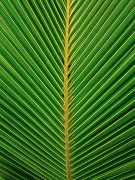 Palm Leaves Fotos Stock