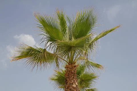 Palm leaves Stock Photos