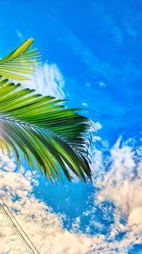 Palm leaves Stock Photos
