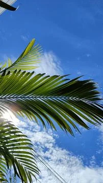 Palm leaves Foto stock