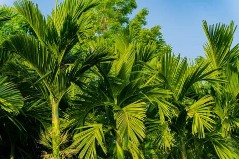 Palm leaves. Foto stock