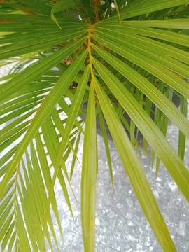 Palm leaves Stock Photos