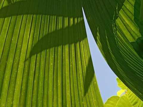 Palm leaves  Stock Photos