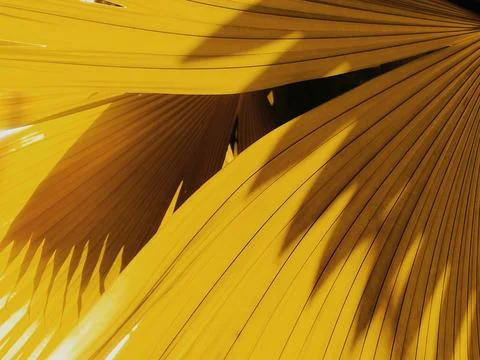 Palm leaves  Stock Photos