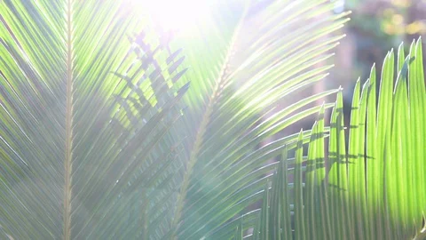 Palm leaves with precious rays of sunshine appearing on a sunny vacation day Stock Footage 127749734