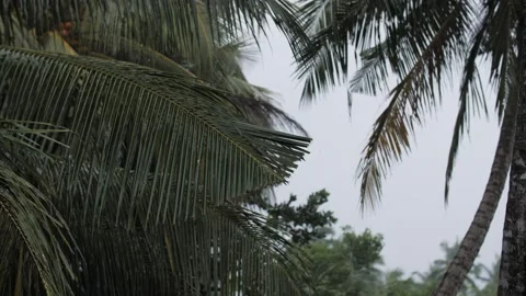 Palm leaves in the rain Stock Footage 202286712