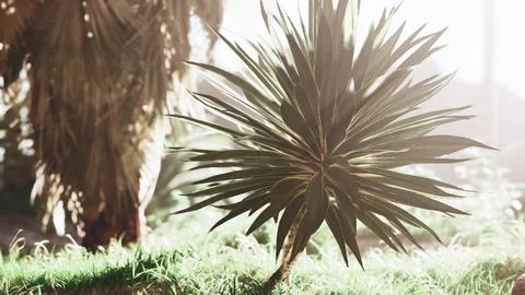 Palm leaves in the rays of the daytime sun Stock-Illustration