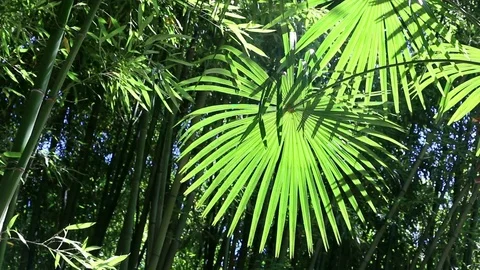 Palm leaves of rounded shape. Stock Footage 120282978