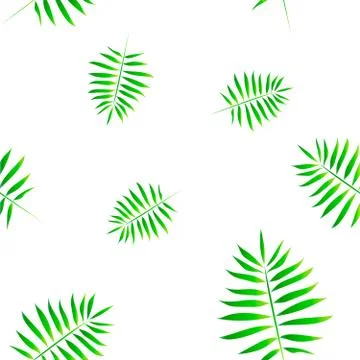 Palm leaves seamless pattern. Tropical leaves isolated on white background Stock Illustration