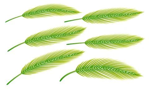 Palm leaves set of isolated on light background. Collection vector Stock Illustration
