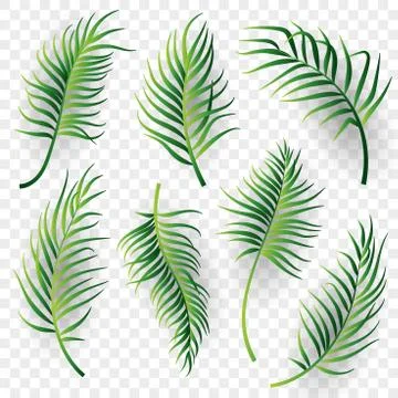 Palm leaves set on transparent background. Vector illustration Stock Illustration
