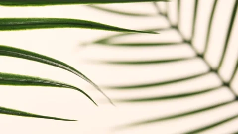 Palm leaves shadow on a beige background Video stock 245156143
