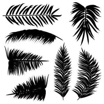 Palm Leaves Silhouette イラスト素材