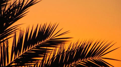 Palm leaves silhouette at sunset Stock Footage 39477557