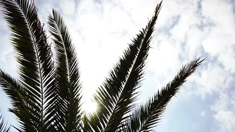 Palm leaves on the sky background Stock Footage 157276621