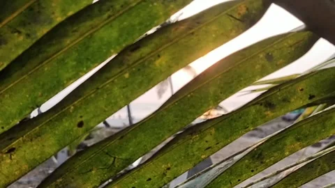 Palm leaves sun beach Video stock 228836090
