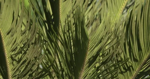 Palm leaves in the sun, close-up, 4K slomo Stock Footage 249734314