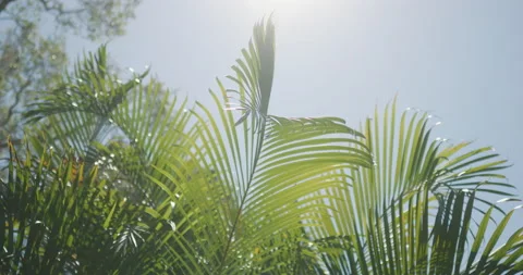 Palm Leaves in the Sun Stock Footage 182632007