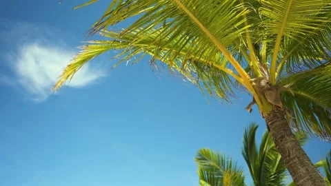 Palm leaves in the sun. Stock Footage 201664528