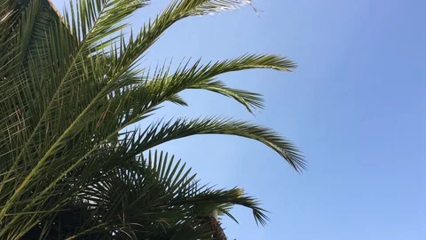 Palm leaves sway in the wind Stock Footage 89211167
