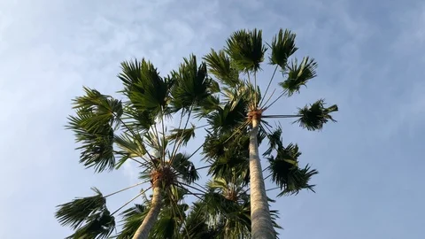 Palm leaves sway in the wind Vidéo 108201008