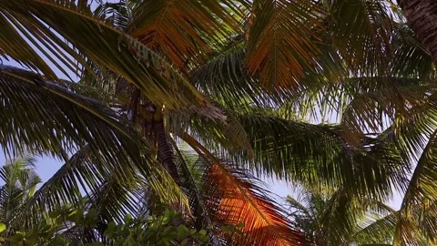 Palm leaves sway in the wind on the shore of an exotic island. Travel, vacation Stock Footage 233935256