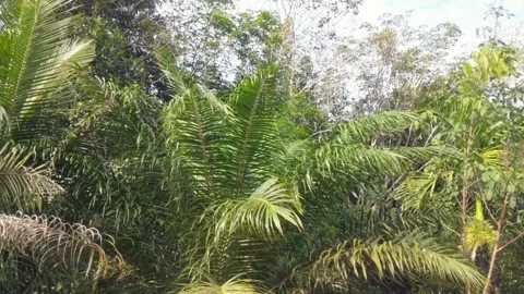 Palm leaves swaying Stock Footage 297376482