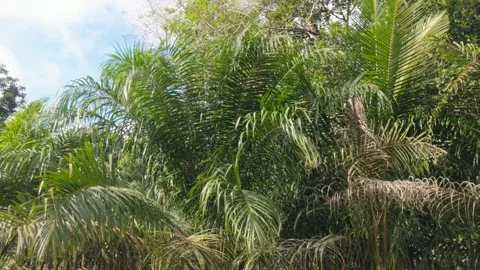 Palm leaves swaying Stock Footage 297376591