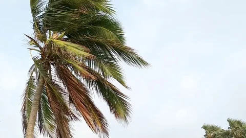 Palm Leaves Swaying in the Wind 動画素材 108429431
