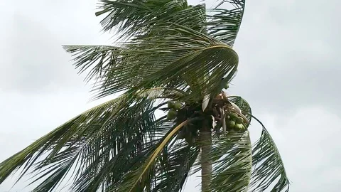 Palm leaves swaying in the wind Stock Footage 108655723